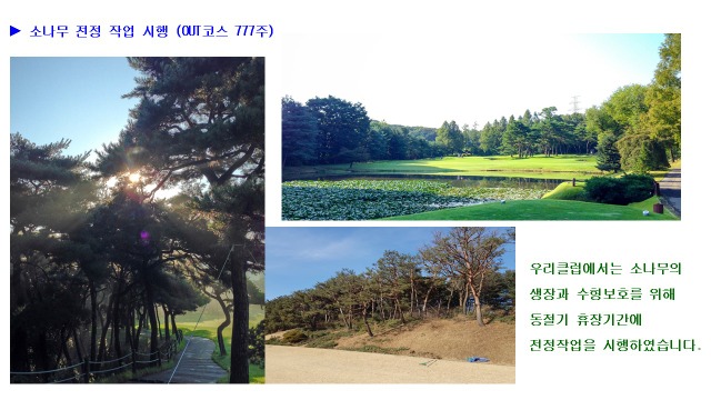 소나무전정.jpg