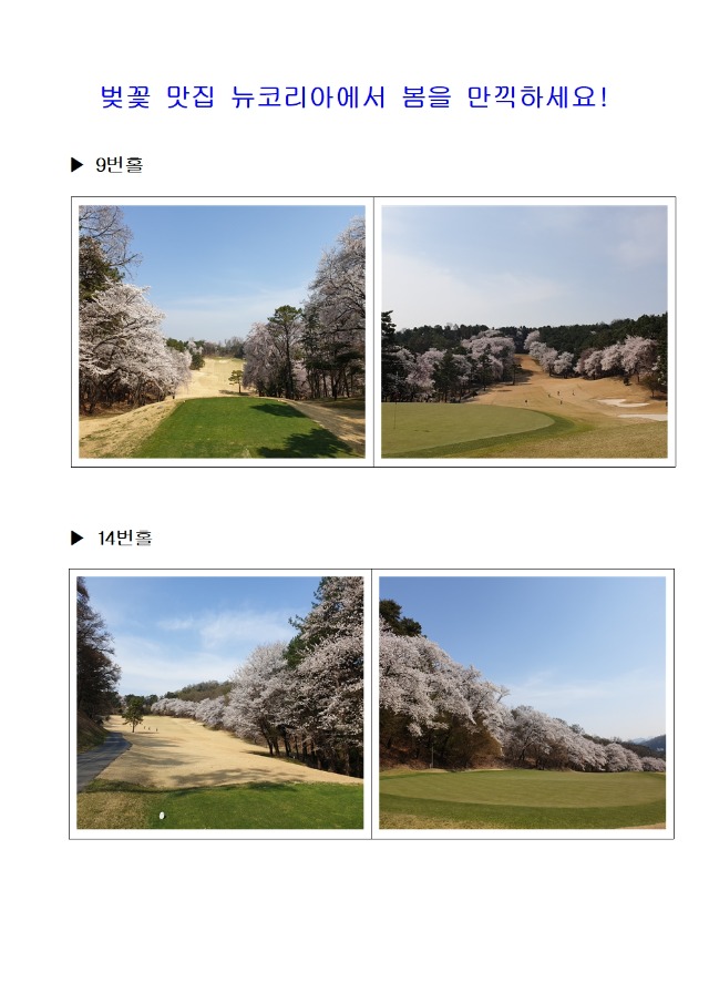 지금 뉴코리아는 벗꽃 세상001.jpg